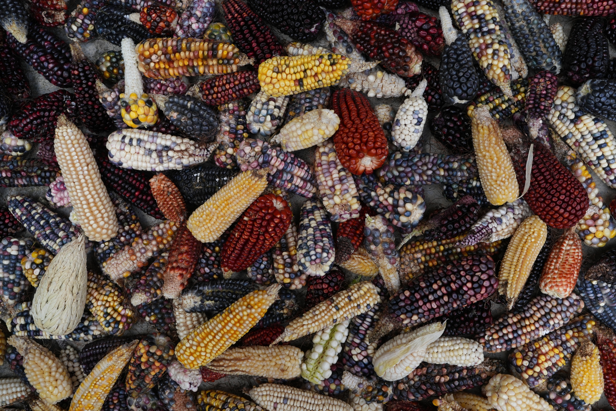 An assortment of different kinds of maize