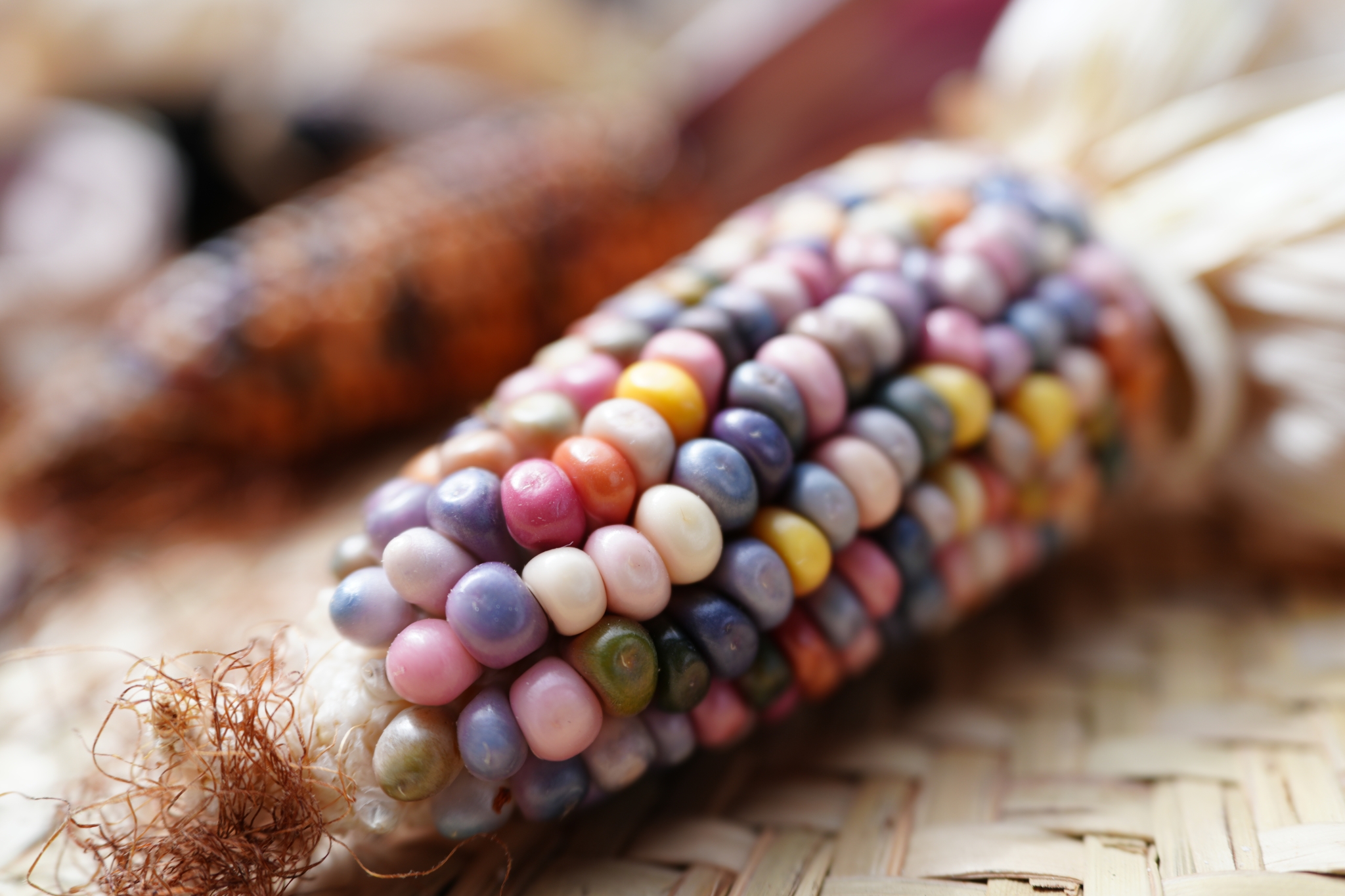 Multi-coloured maize with a deep bokeh background