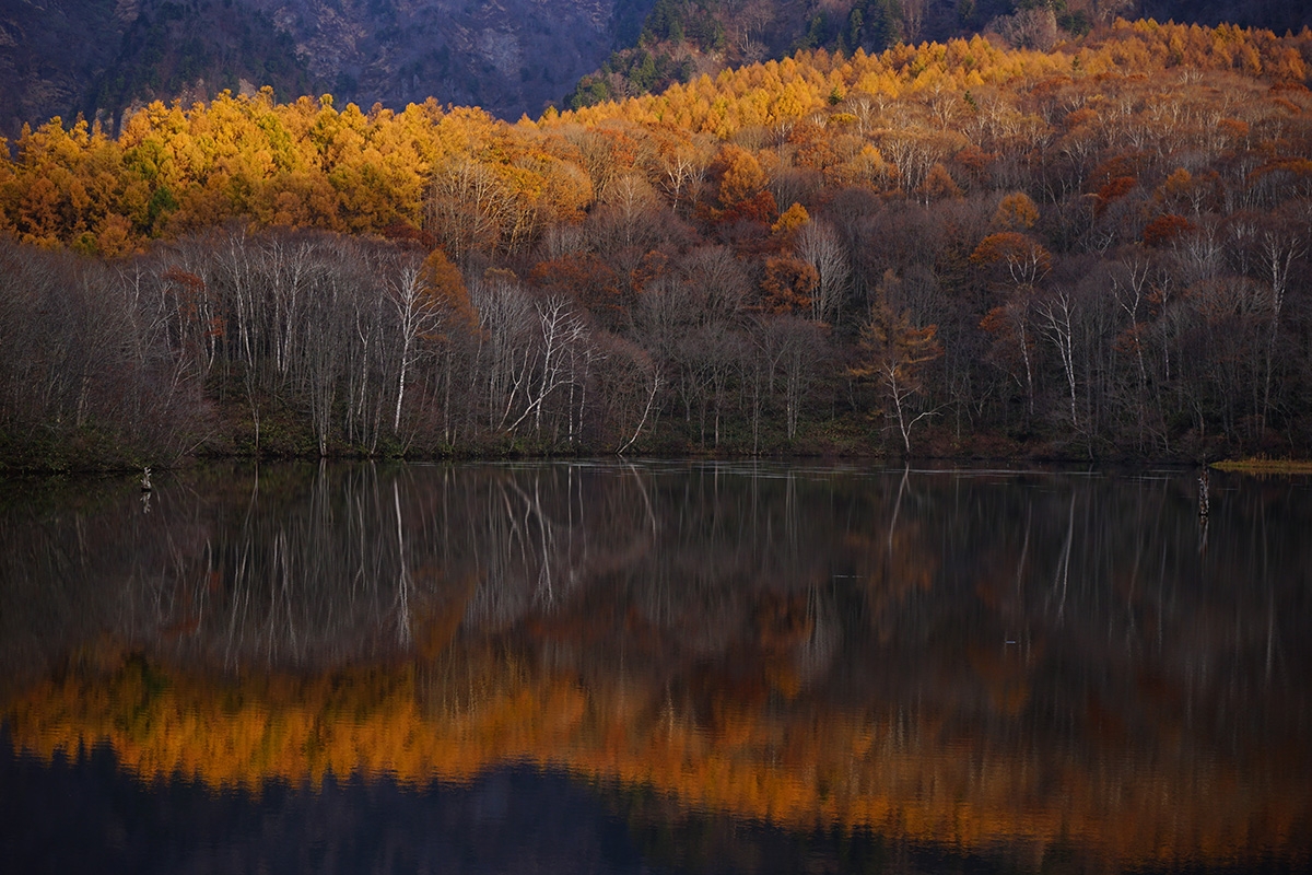 Wide shot of forest reflected in lake