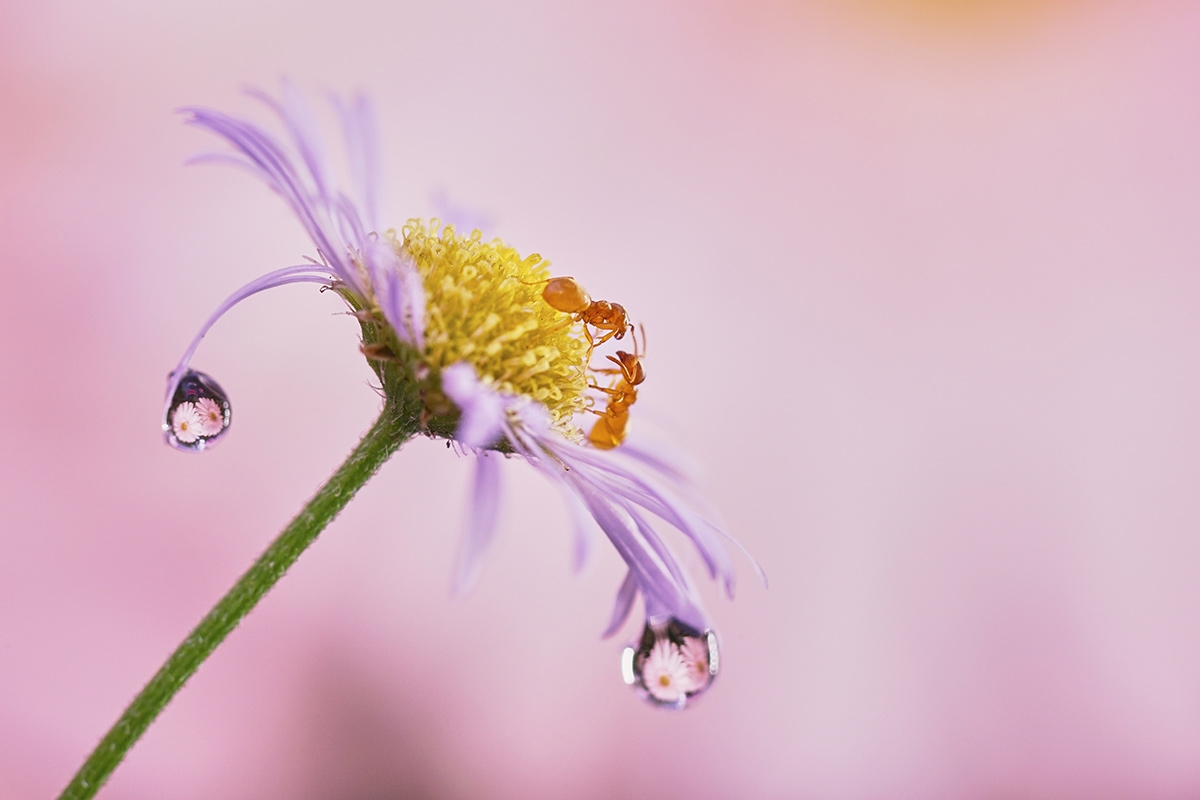 Close-up of flower with drops of water and deep background bokeh