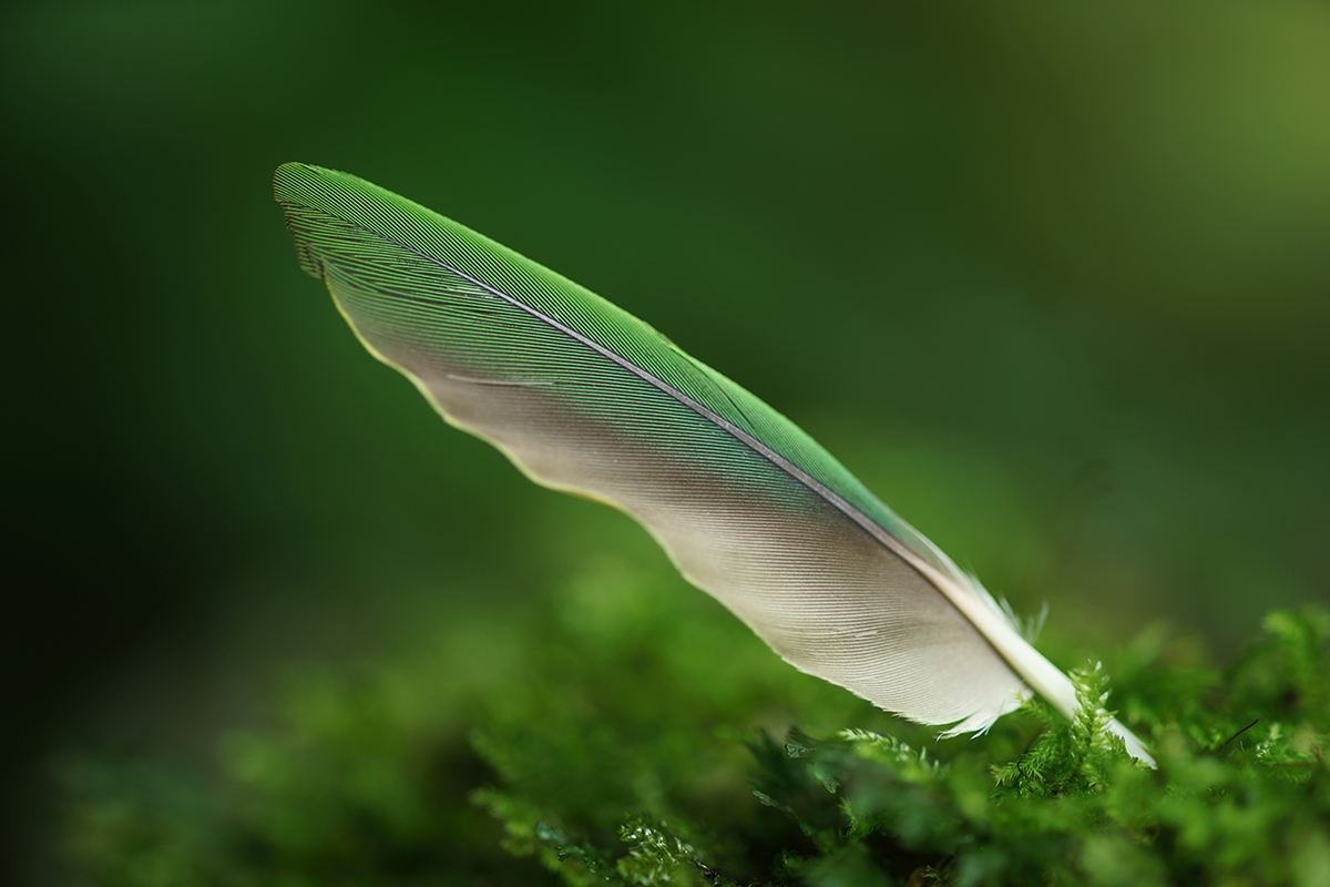 Close-up of feather on grassy vegetation with deep background bokeh