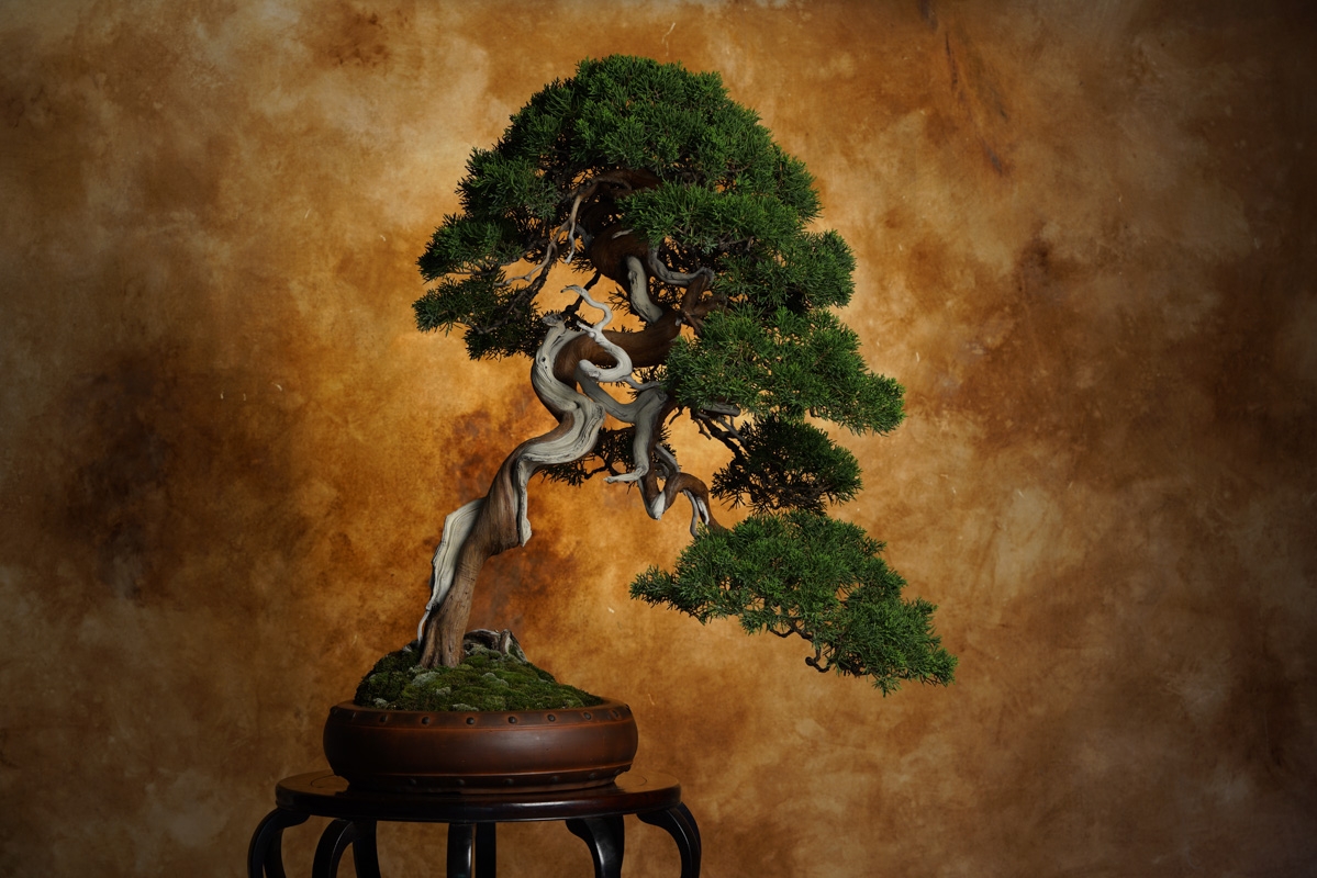 Shot of bonsai tree in planter against marble pattern background