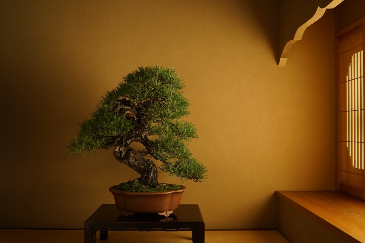 Shot of bonsai tree in planter lit from window at right