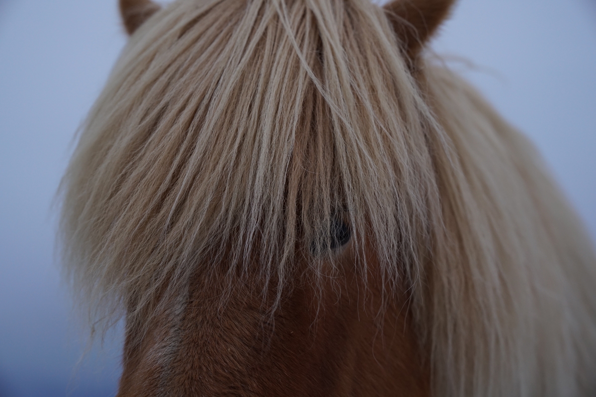 Horse with face partially obscured by hair mane