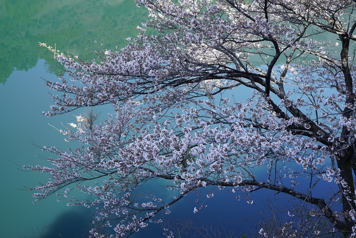 Shot of cherry blossoms in bloom