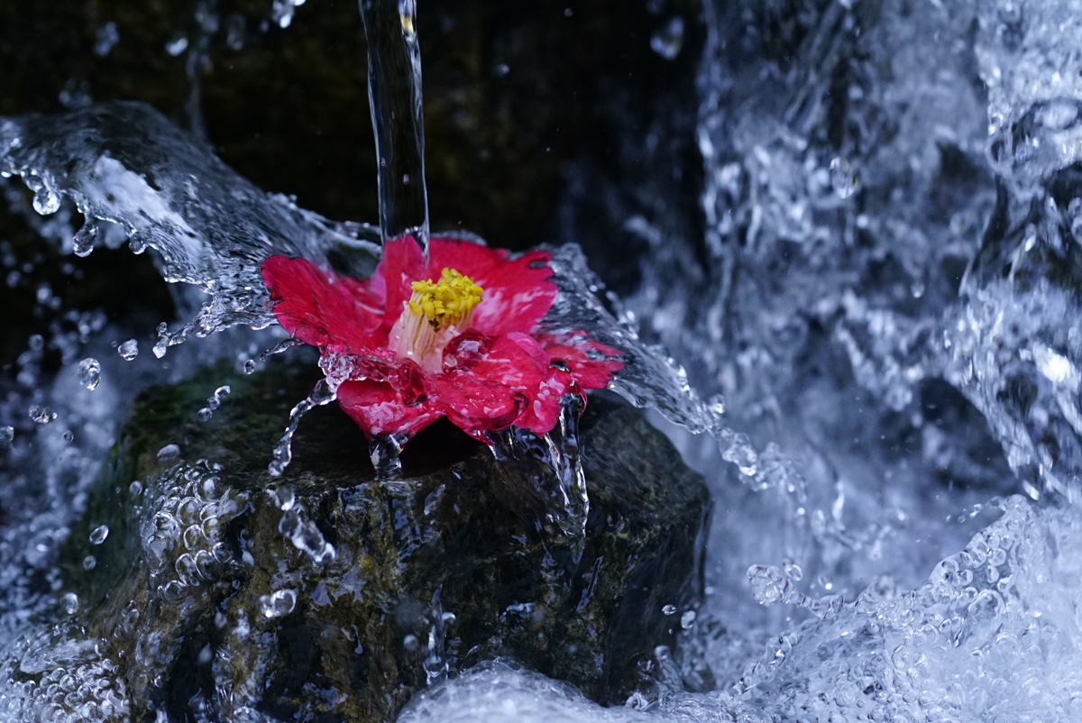 Shot of striking pink flower on black rock surrounded by flowing water