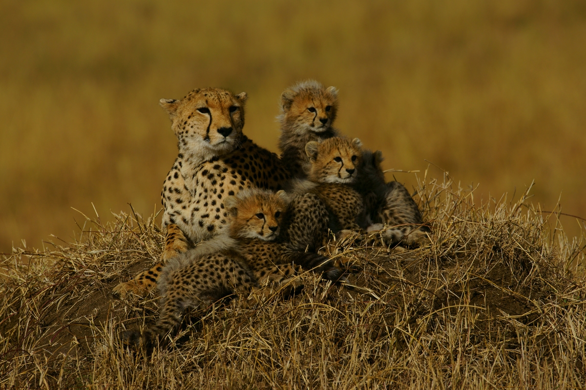 Family of cheetahs on grassland against background bokeh