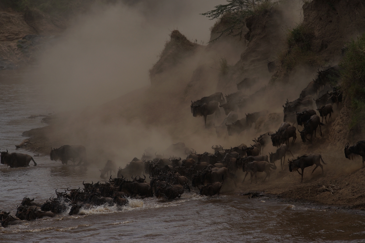 Herd of wildebeest entering river, raising dust cloud