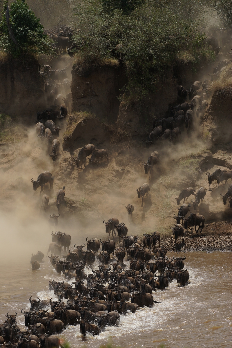 Herd of wildebeest entering river, raising dust cloud