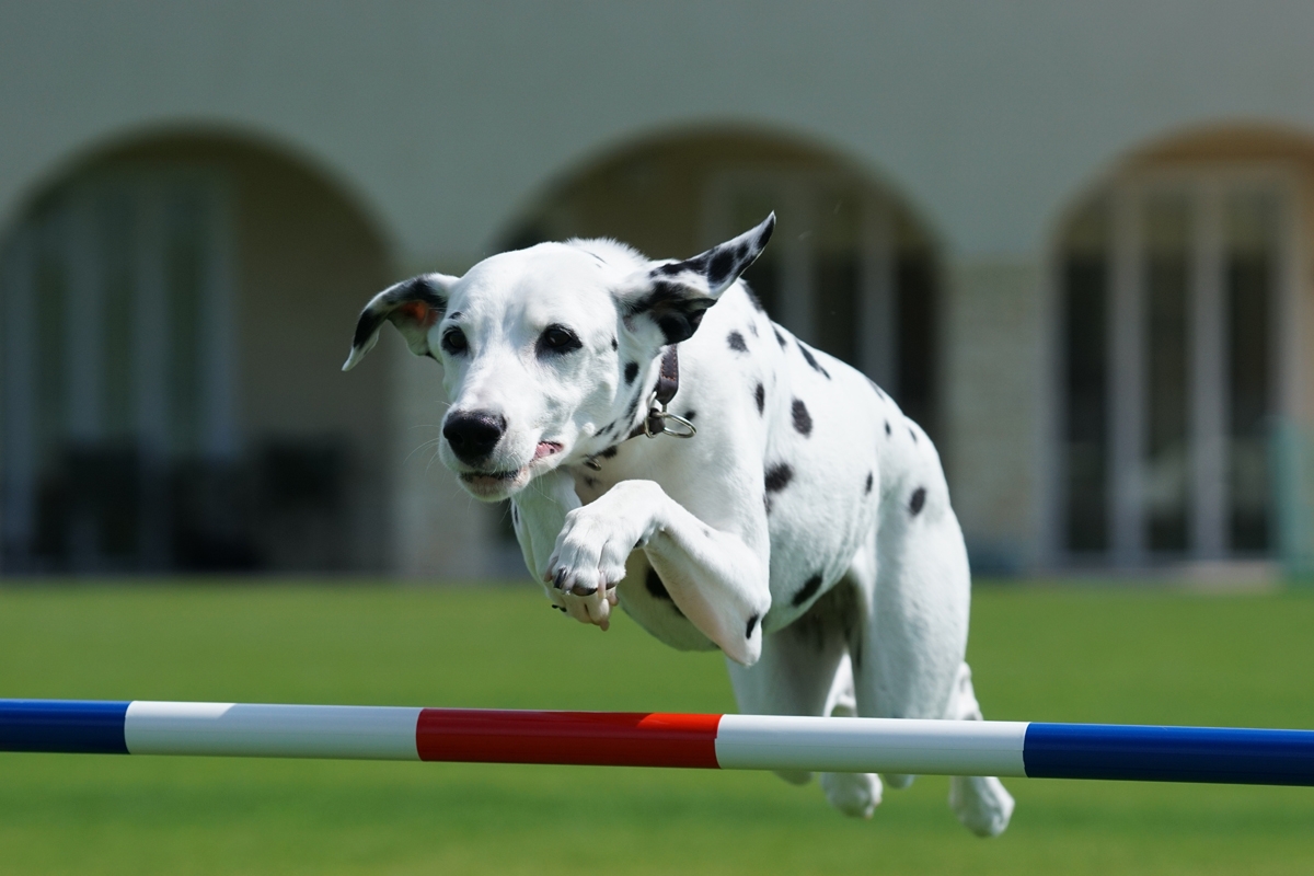 Dalmatian dog jumping over a hurdle