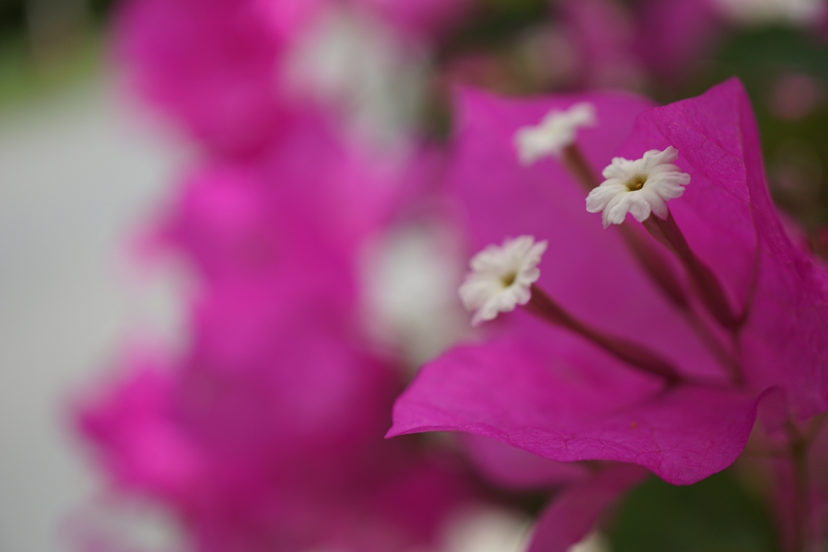 Extreme close-up of pink flower with deep background bokeh