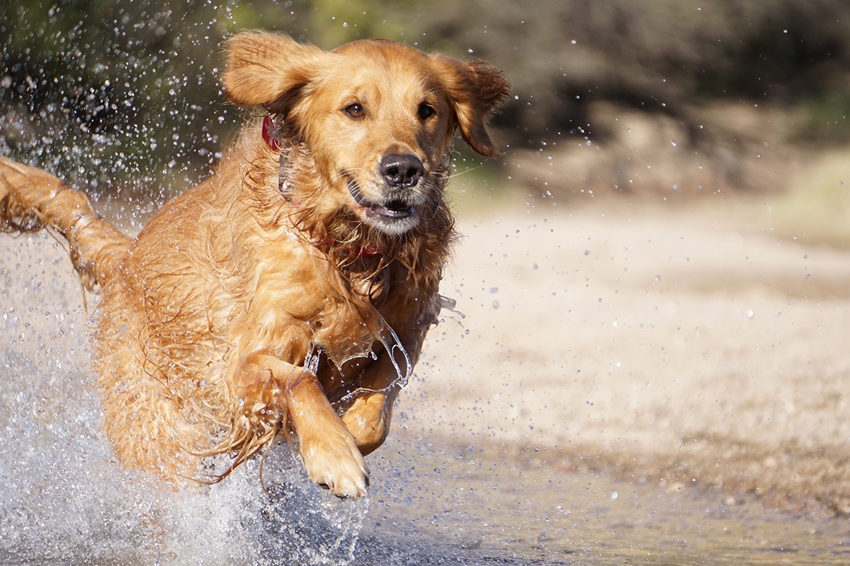 Near-frontal view of dog running through water