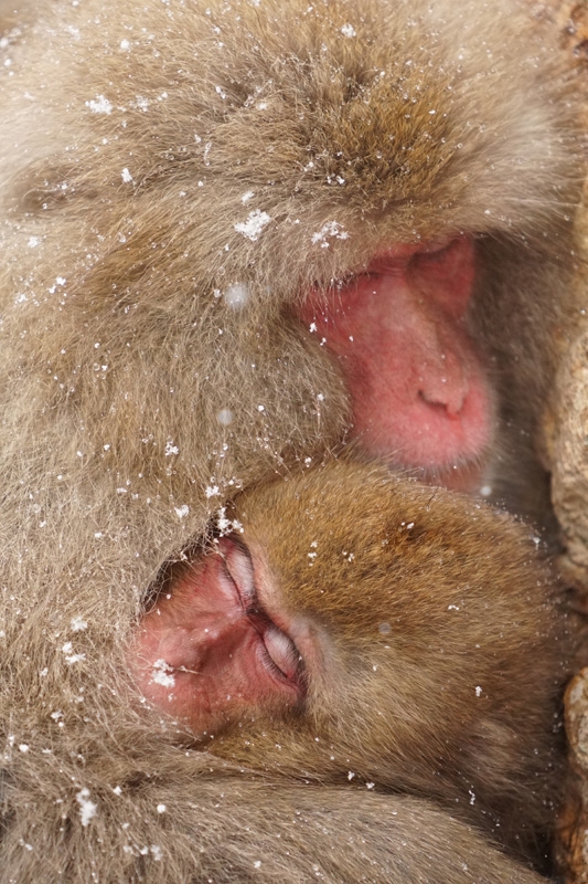 Near-frontal shot of snow monkey with snow visible on fur
