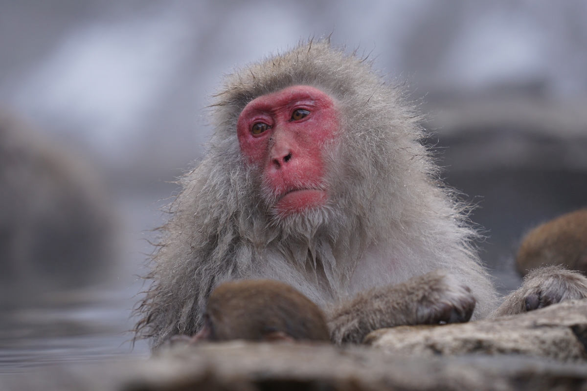 Snow monkey in outdoor hot spring