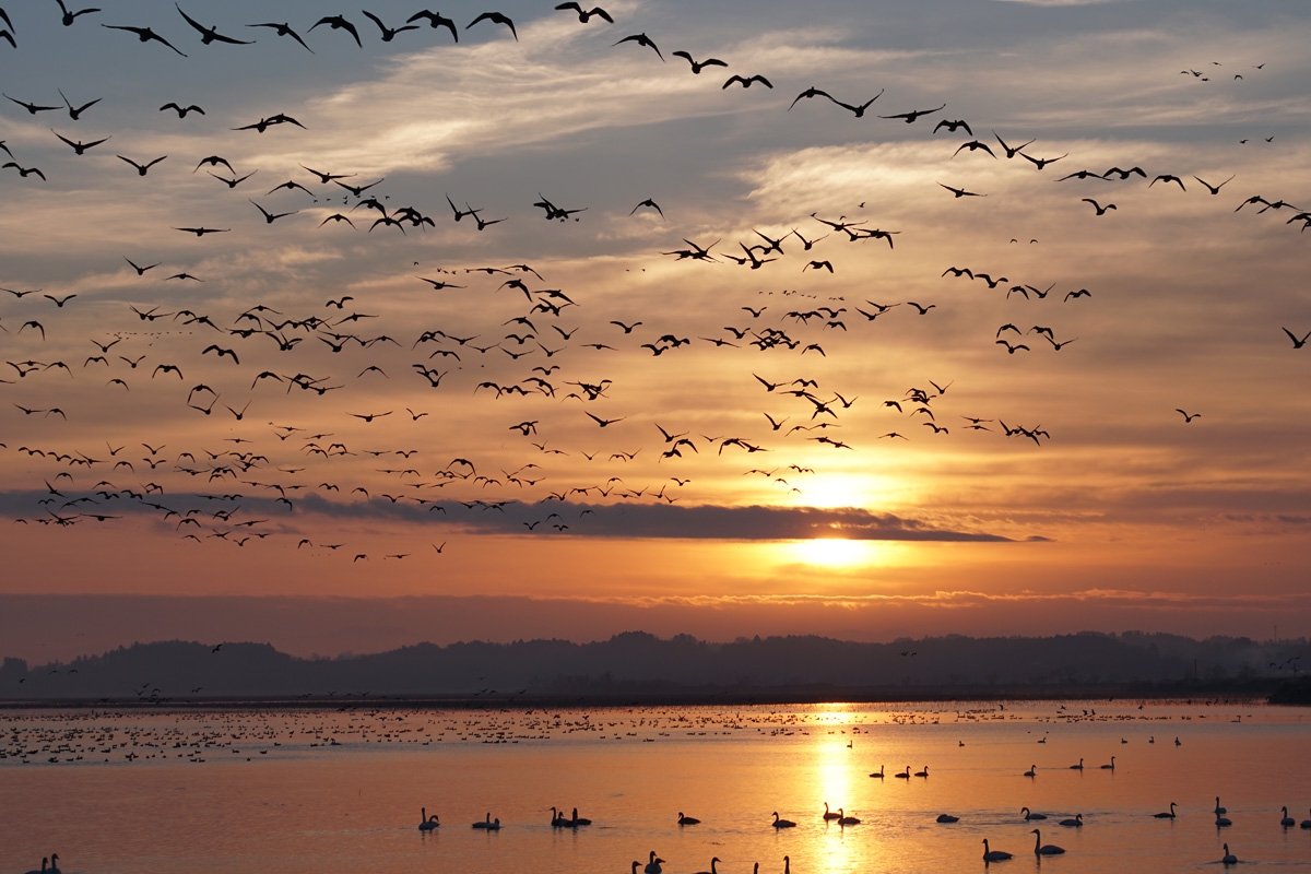 Flock of birds flying over sea against sunset