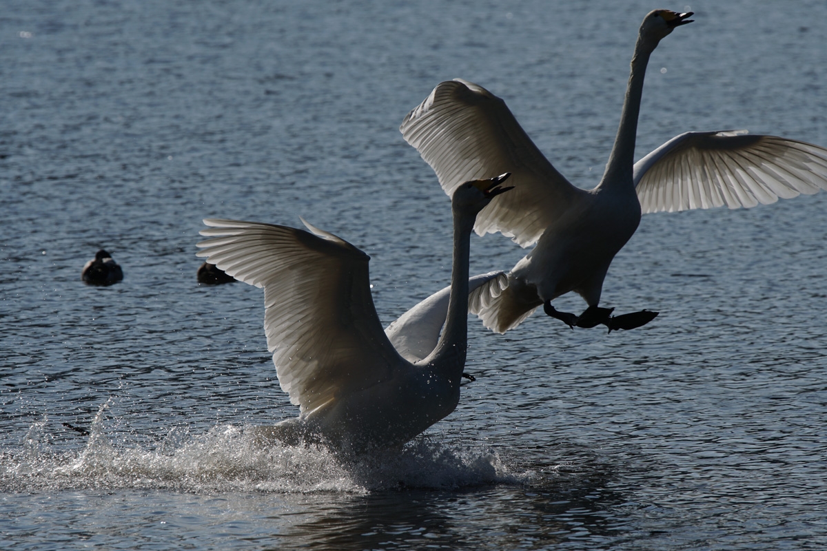 Swans in flight on water surface
