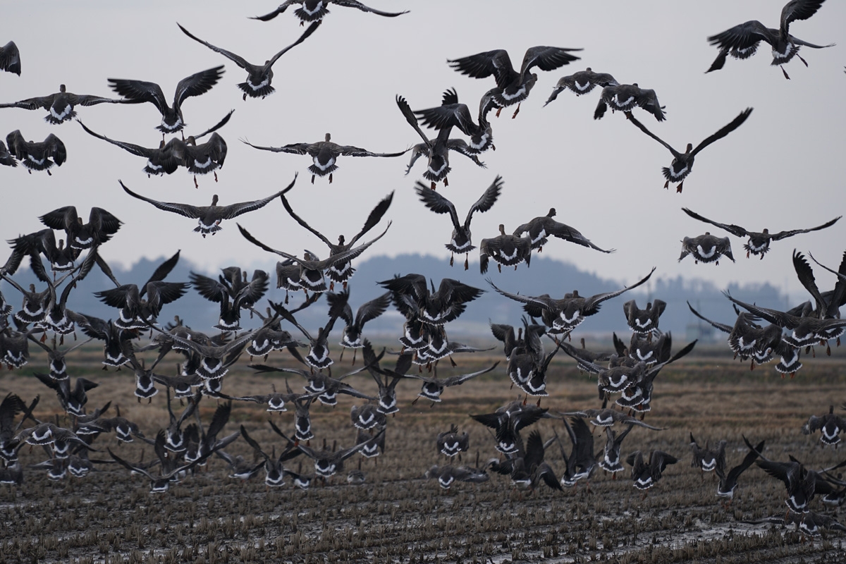 Flock of birds over arable farmland