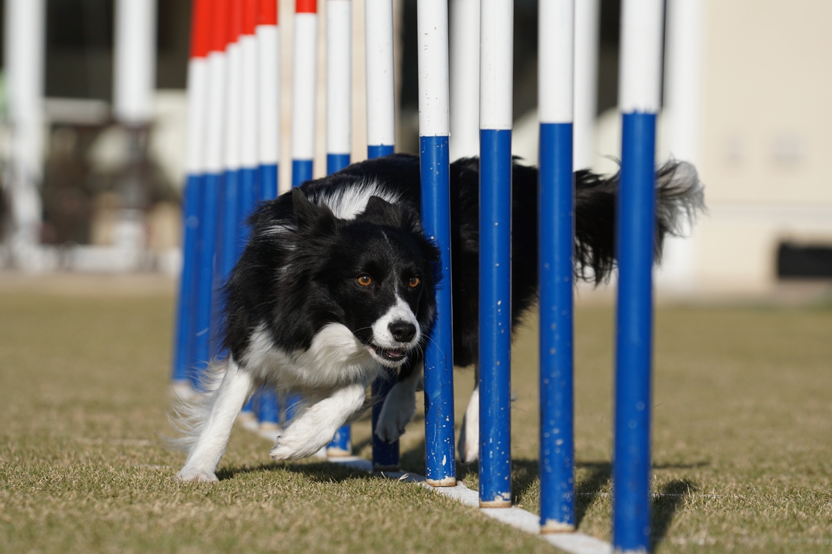 Near-frontal view of dog running through poles on obstacle course