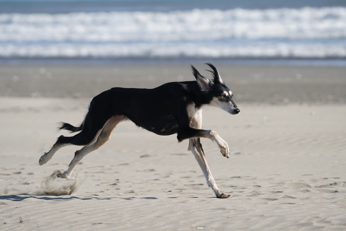 Side view of dog running on sandy beach