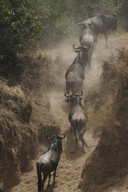 Aerial view of wildebeest running and generating dust cloud