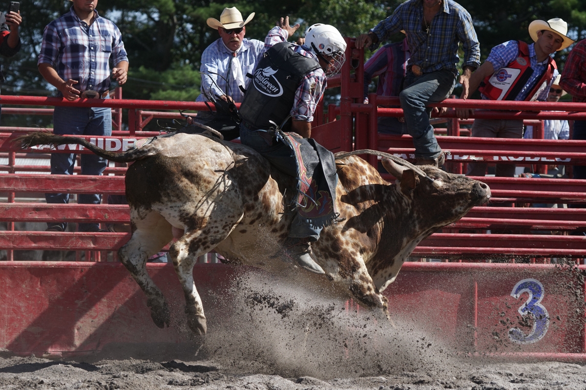 Man riding bull at rodeo