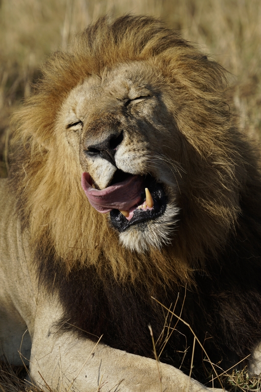 Facial close-up of lion yawning