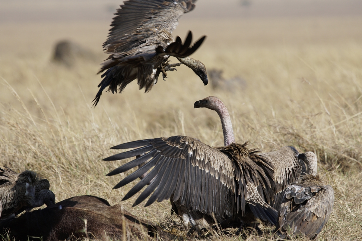 Group of vultures around carcass on grassland