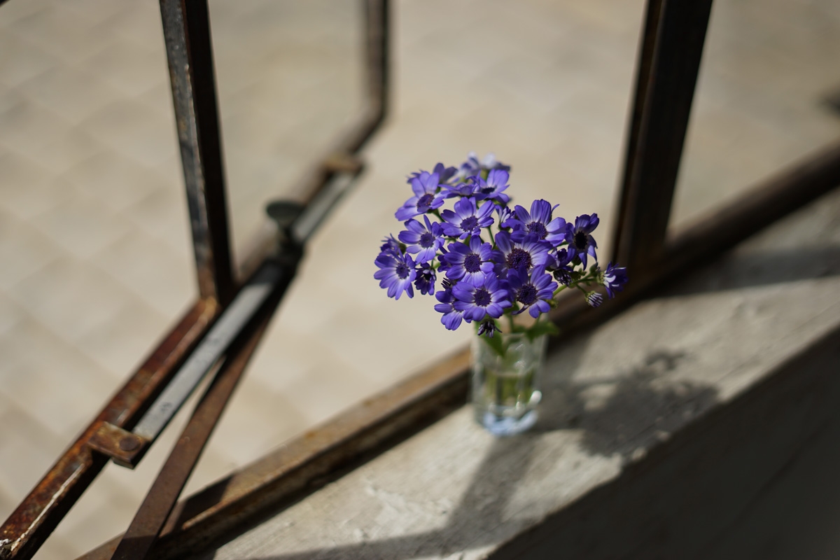 Blue flowers in vase on windowsill next to open window