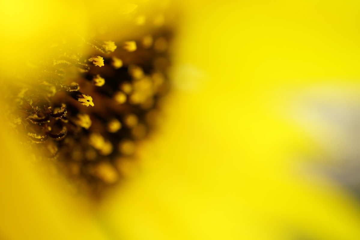 Extreme close-up of yellow flower stamens with deep surrounding background bokeh