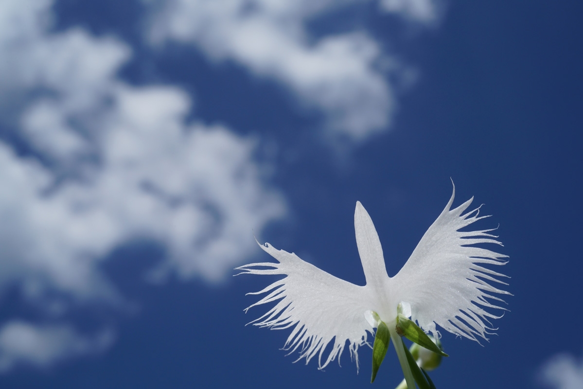 Close-up of white flower against background of clouds in sky