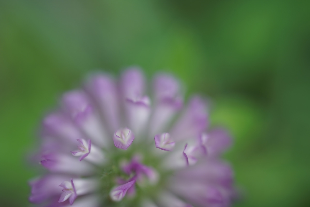Extreme close-up of pink and white flower with deep foreground and background bokeh