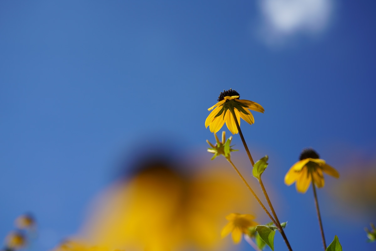 Close-up of yellow flowers with deep foreground and background bokeh