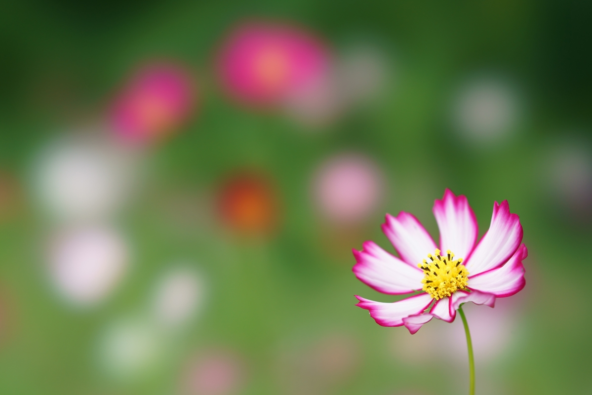 Close-up of red-edged white flower with other flowers in deep background bokeh