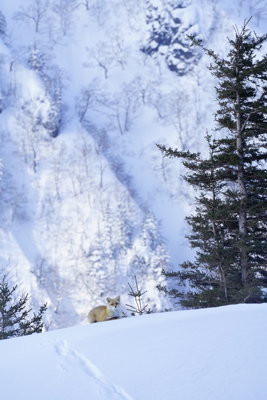 Long shot of fox in snowy mountain landscape