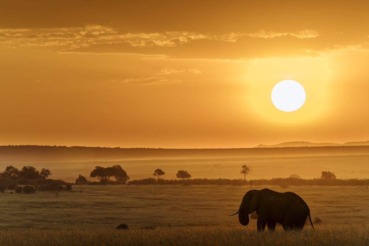 Wide shot of elephant on plain with sun low in the sky