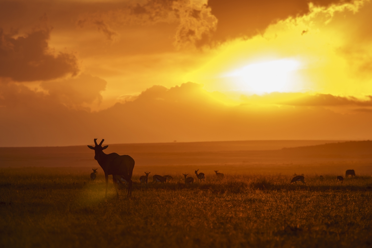 Wide shot of several deer on plain with sun low in the sky