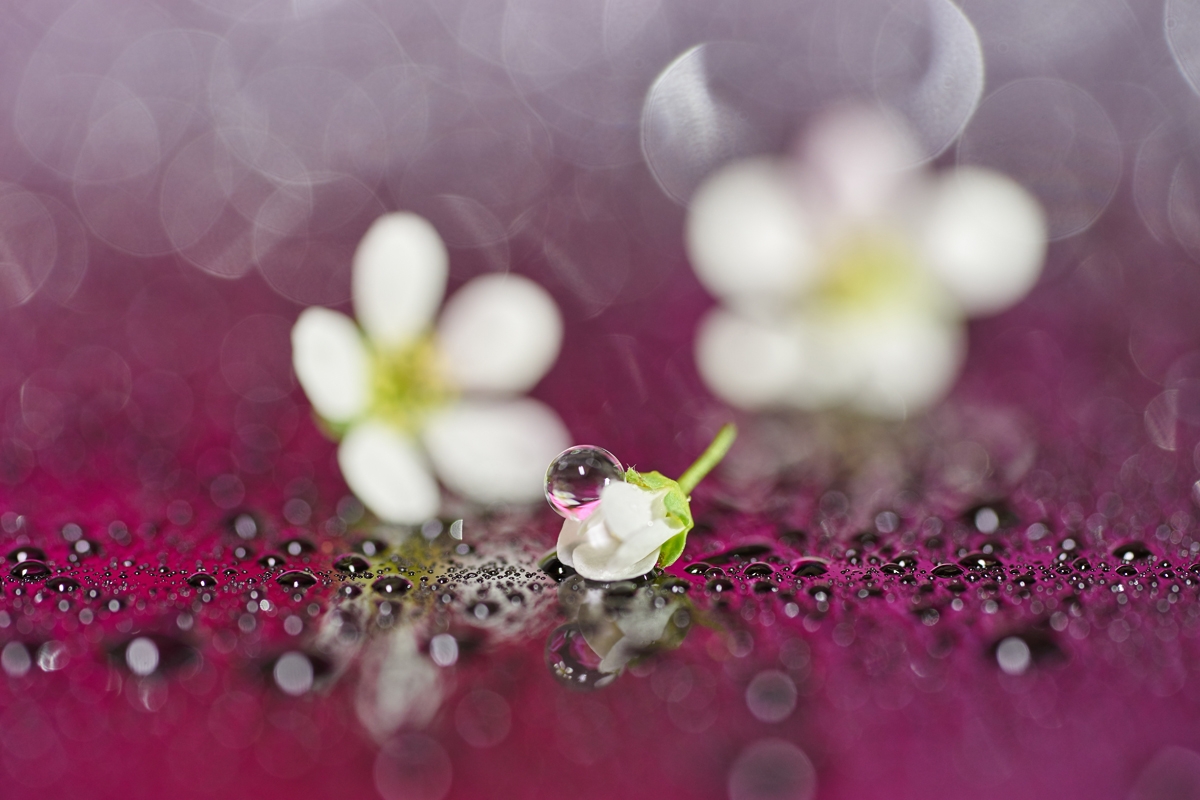 Extreme close-up of water droplets with two flowers in deep background bokeh