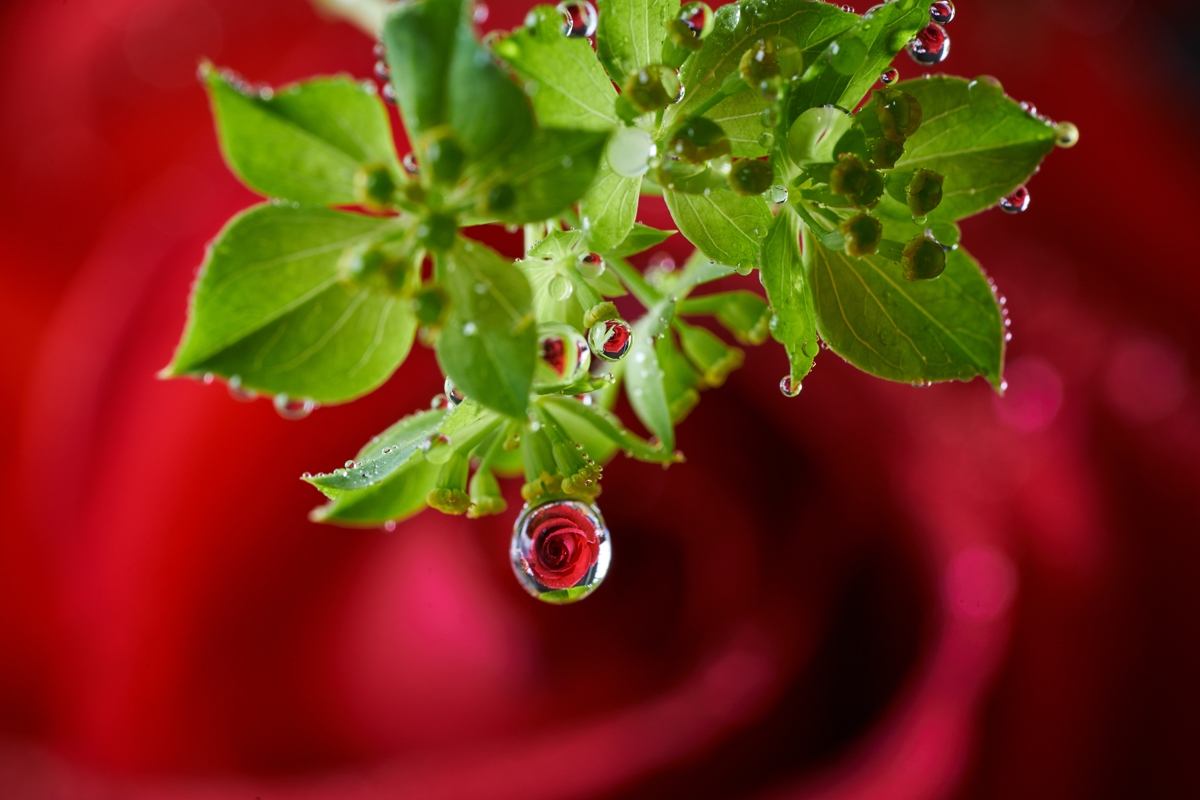 Close-up of green leaves with water droplets against red background bokeh