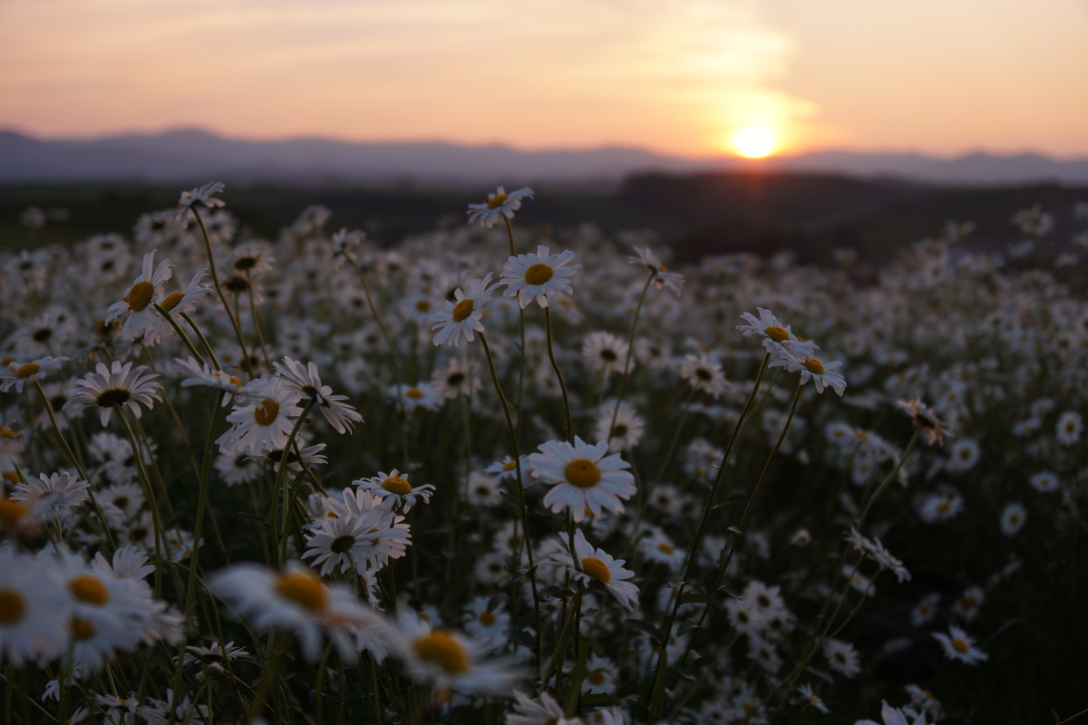 Field of daisies in foreground with distant sunset in background bokeh