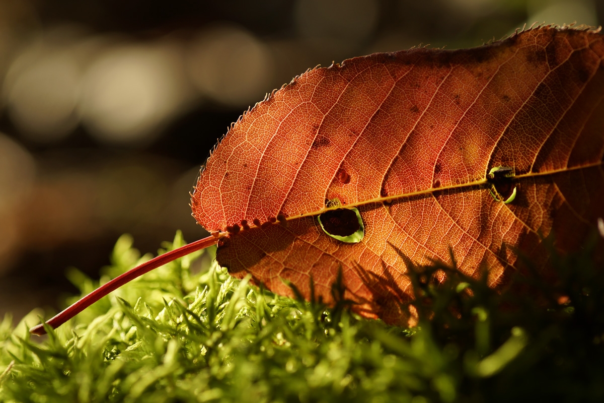 Close-up of red leaf on green grass against deep background bokeh