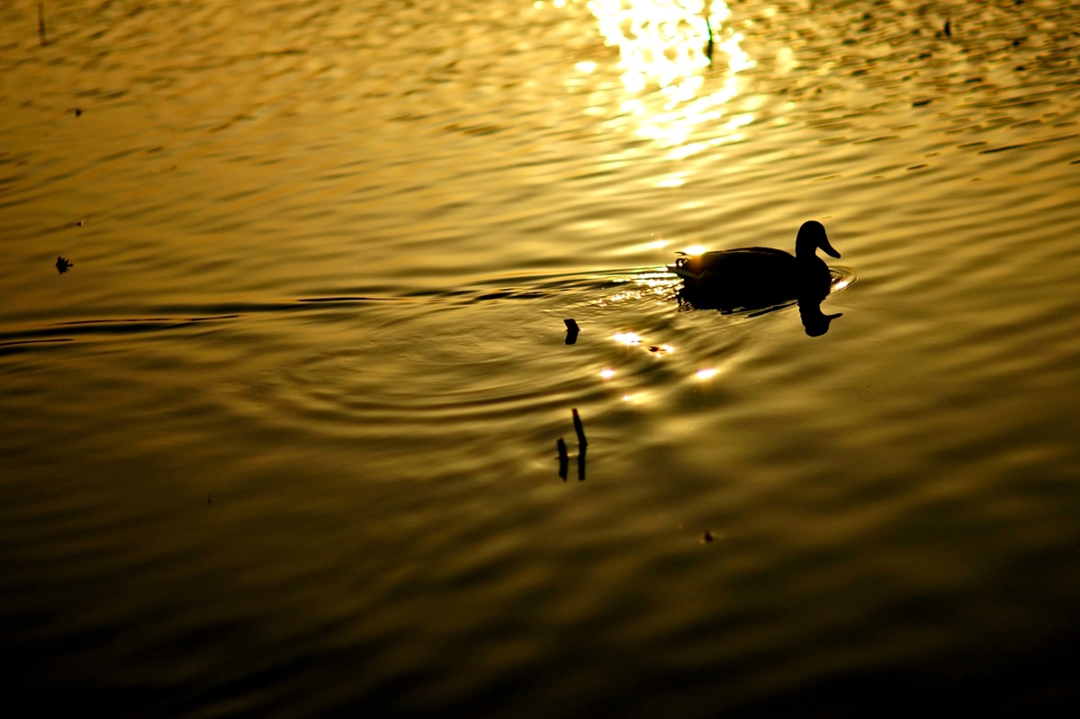 Duck on water with ripples and reflected sun