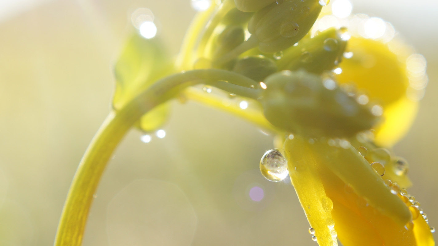 Extreme close-up of plant parts with water droplets and deep background bokeh