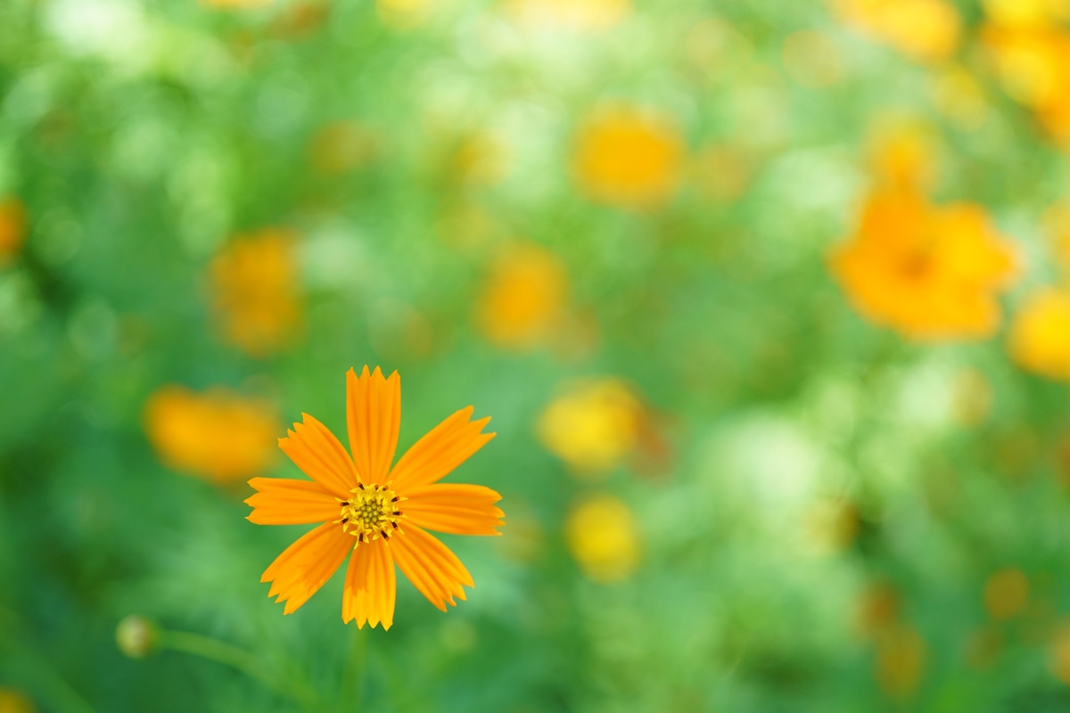 Close-up of yellow flower with deep background bokeh