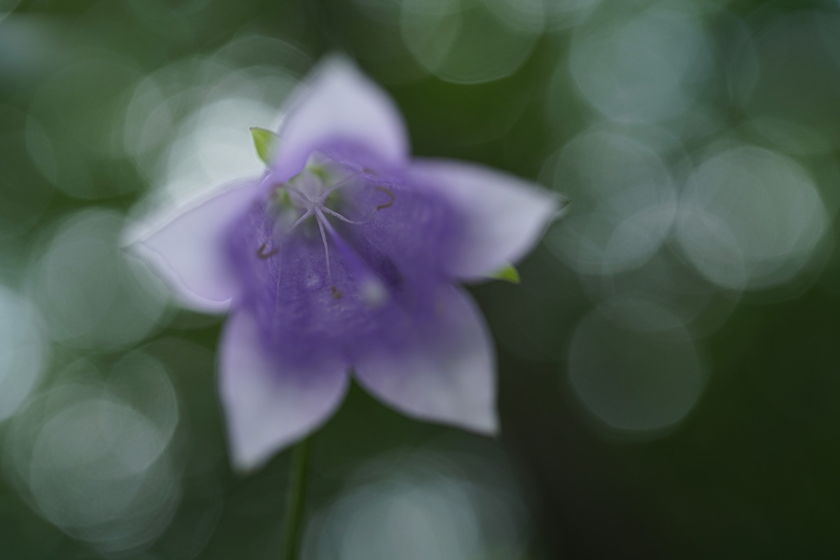 Close-up of purple flower with deep background bokeh