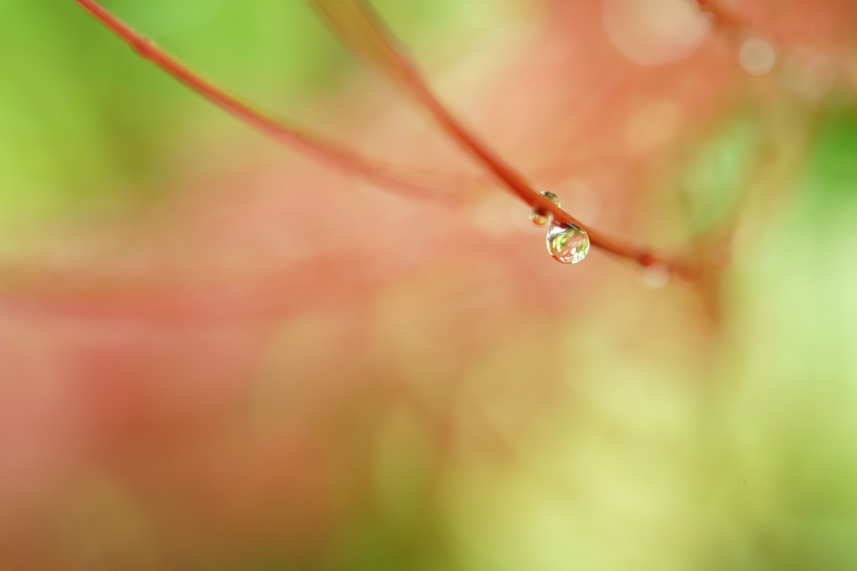 Close-up of plant structure with deep background bokeh