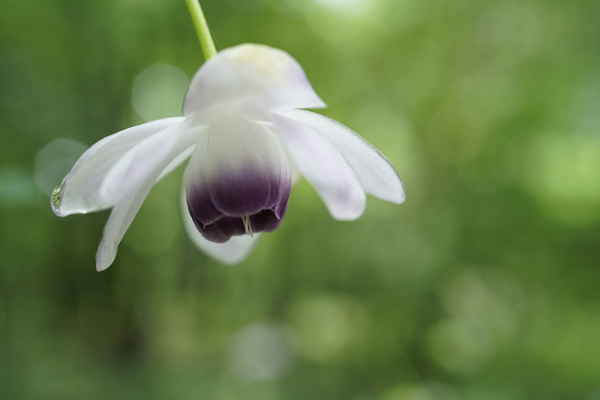 Close-up of purple and white flower with deep background bokeh