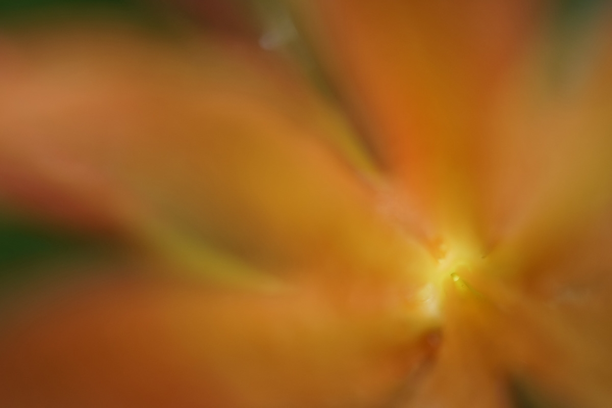 Extreme close-up of yellow flower with deep bokeh