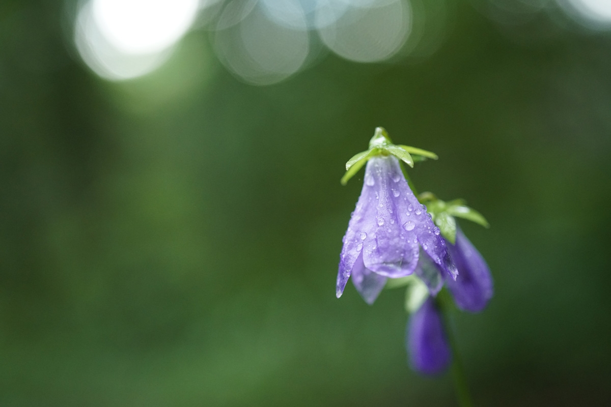 Close-up of purple flower with deep background bokeh