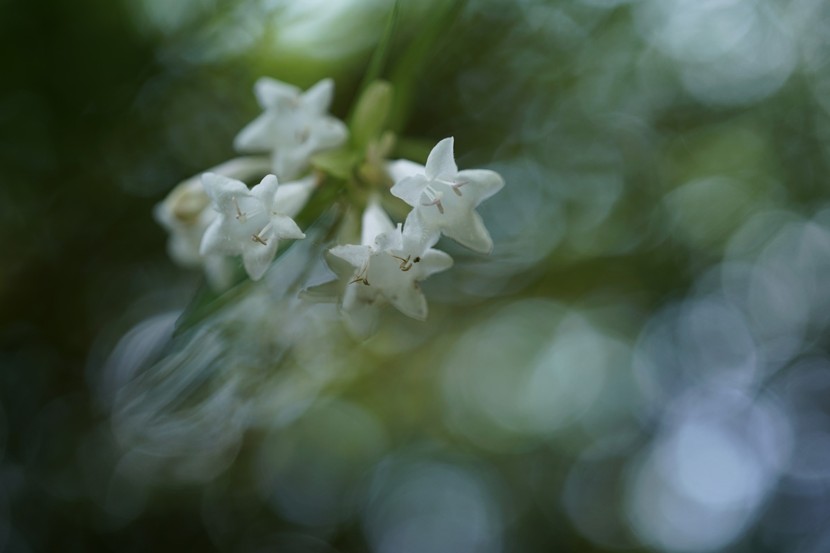 Close-up of flower with deep background bokeh