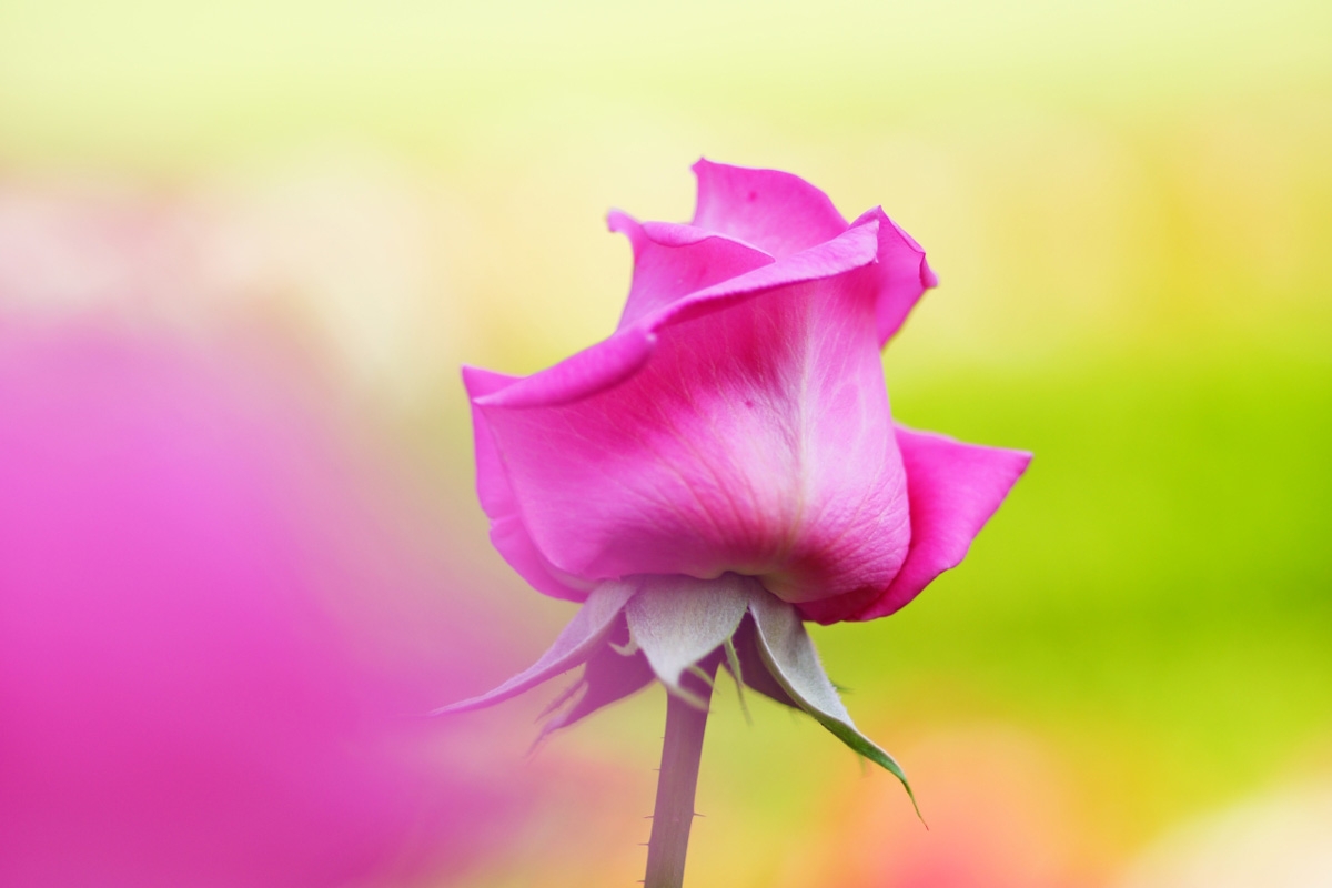 Close-up of pink flower with deep background bokeh